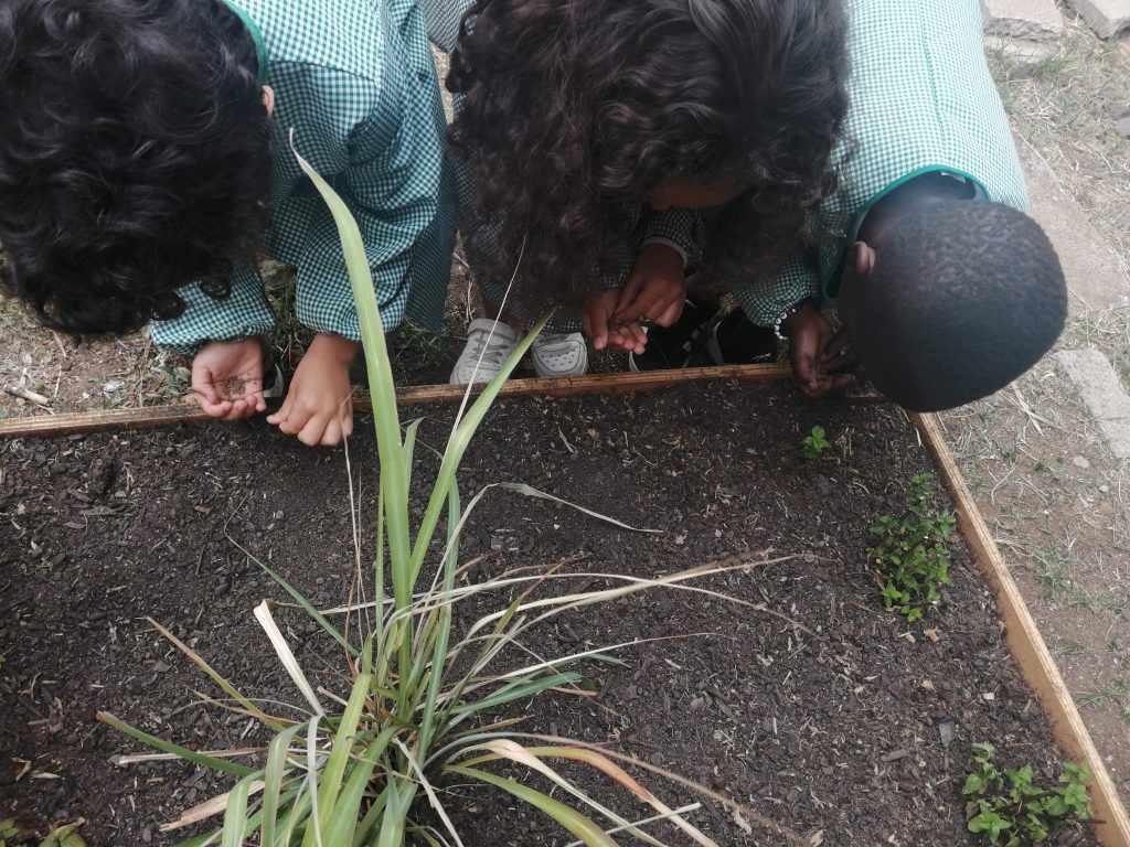 IMG-20251013-WA0006-1024x768 Horta Pedagógica /Biológica (EB1/JI da Mina)