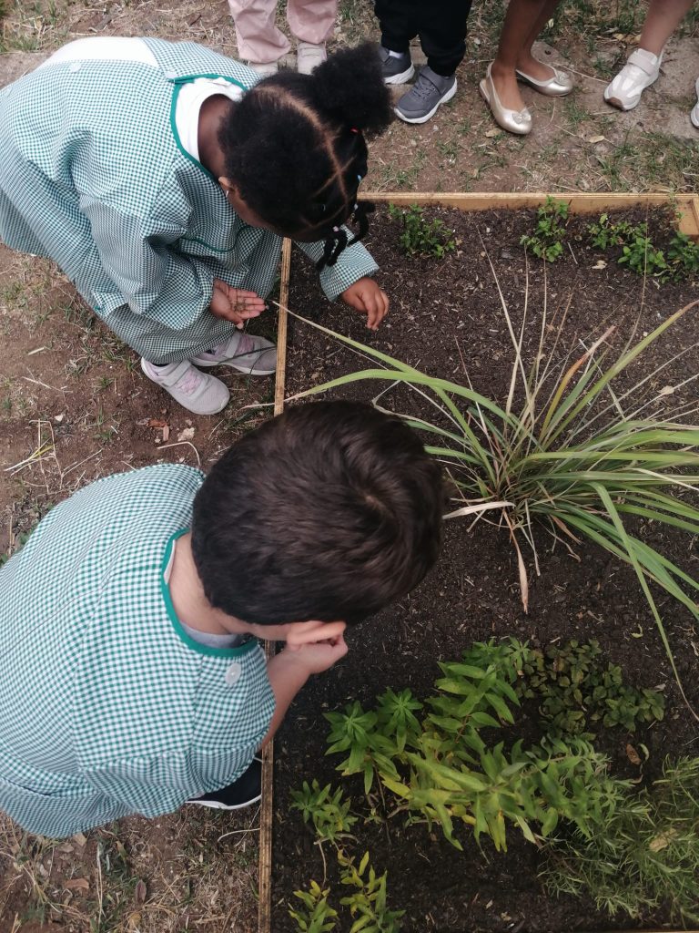 IMG-20251013-WA0007-768x1024 Horta Pedagógica /Biológica (EB1/JI da Mina)
