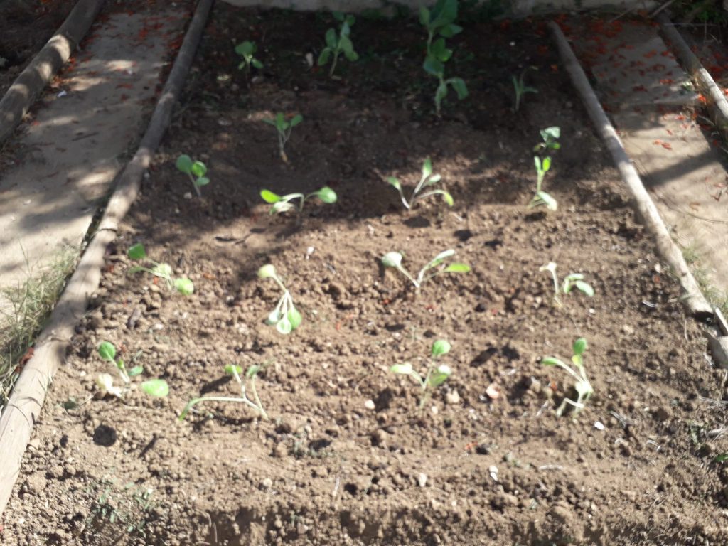 IMG-20251014-WA0016-1024x768 Horta Biológica (EB1/JI Aprígio Gomes)