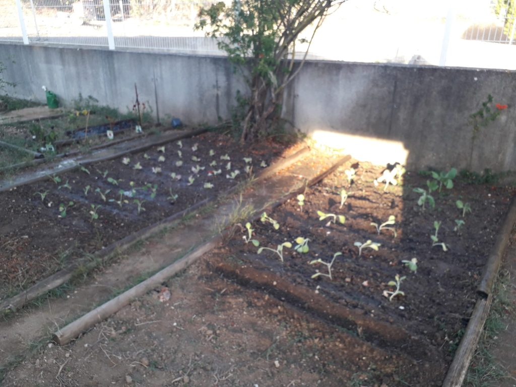 IMG-20251014-WA0017-1024x768 Horta Biológica (EB1/JI Aprígio Gomes)