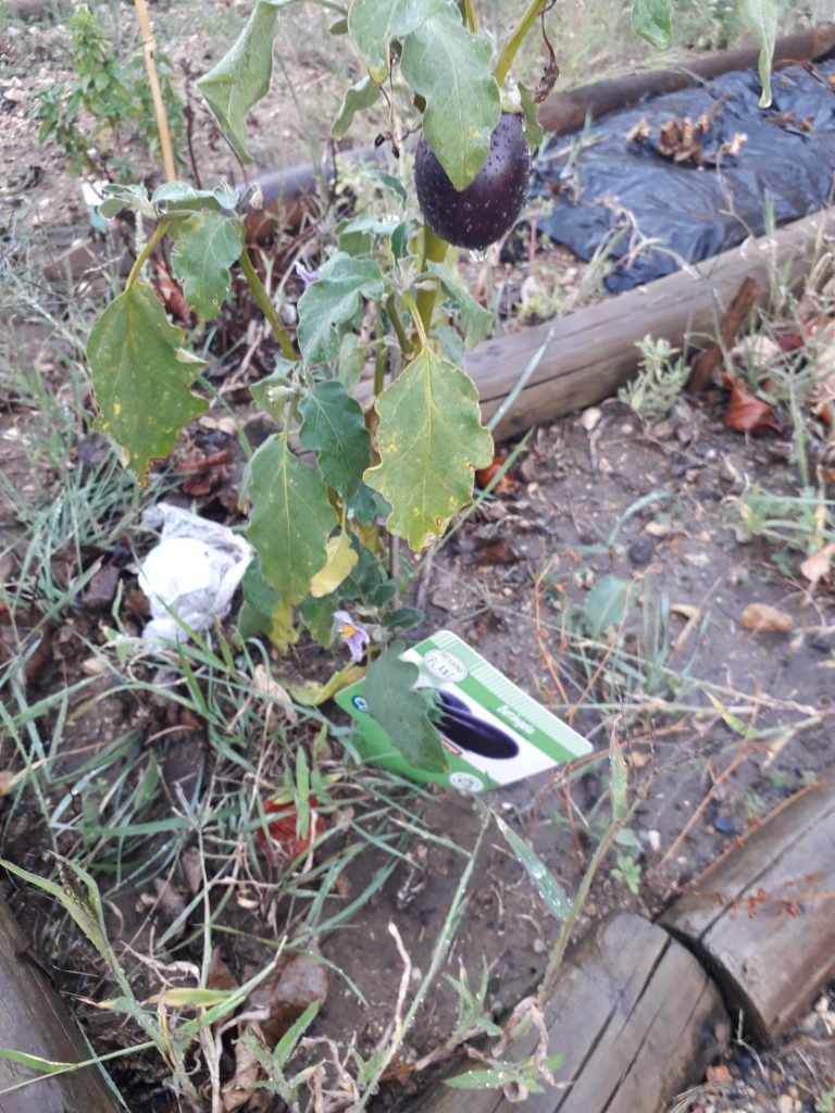 IMG-20251014-WA0018-1-768x1024 Escola Limpa (EB1/JI Aprígio Gomes)