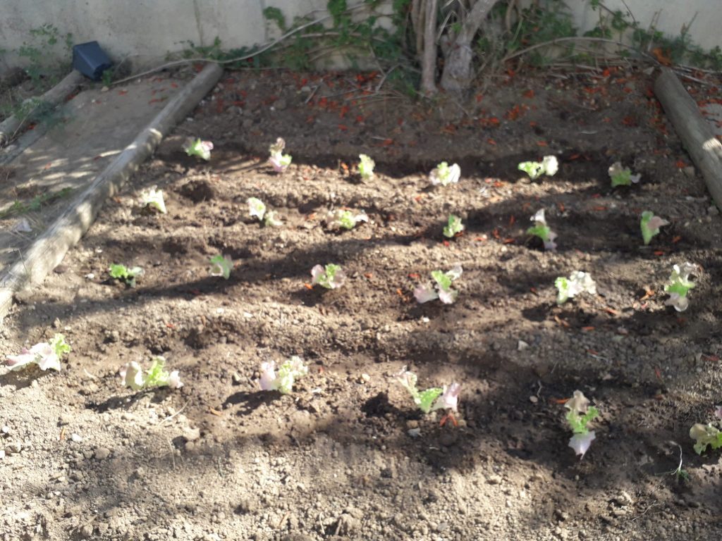 IMG-20251014-WA0019-1024x768 Horta Biológica (EB1/JI Aprígio Gomes)