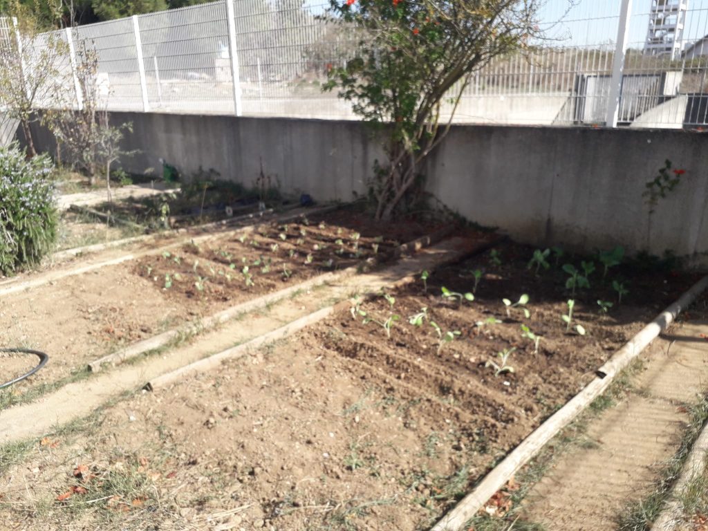 IMG-20251014-WA0020-1024x768 Horta Biológica (EB1/JI Aprígio Gomes)