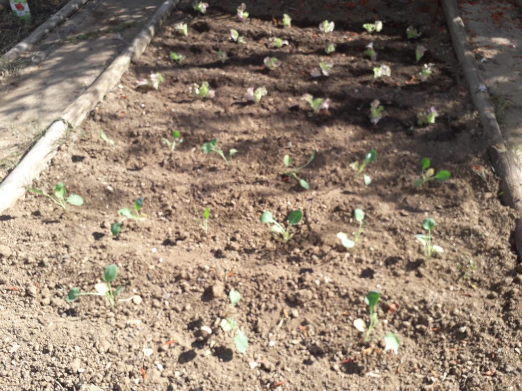 IMG-20251015-WA0001-1024x768 Horta Biológica (EB1/JI Aprígio Gomes)