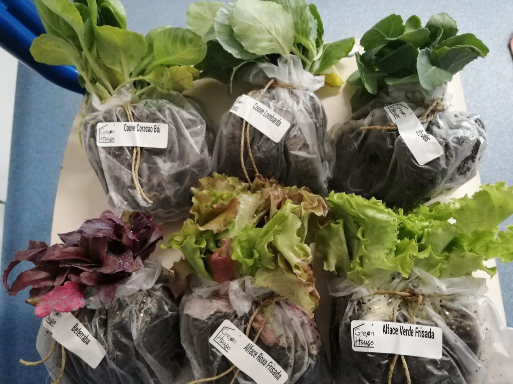 IMG-20251109-WA0053-1-1024x768 Horta Pedagógica /Biológica - Eb1/JI da Mina