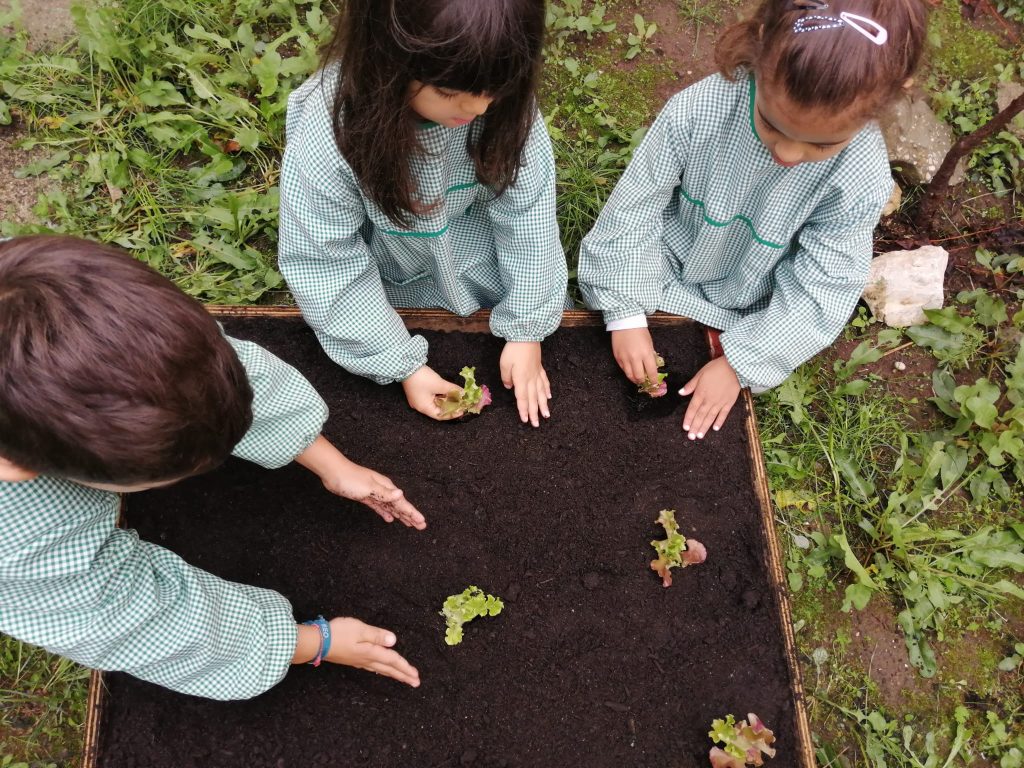 IMG-20251109-WA0056-1-1024x768 Horta Pedagógica /Biológica - Eb1/JI da Mina