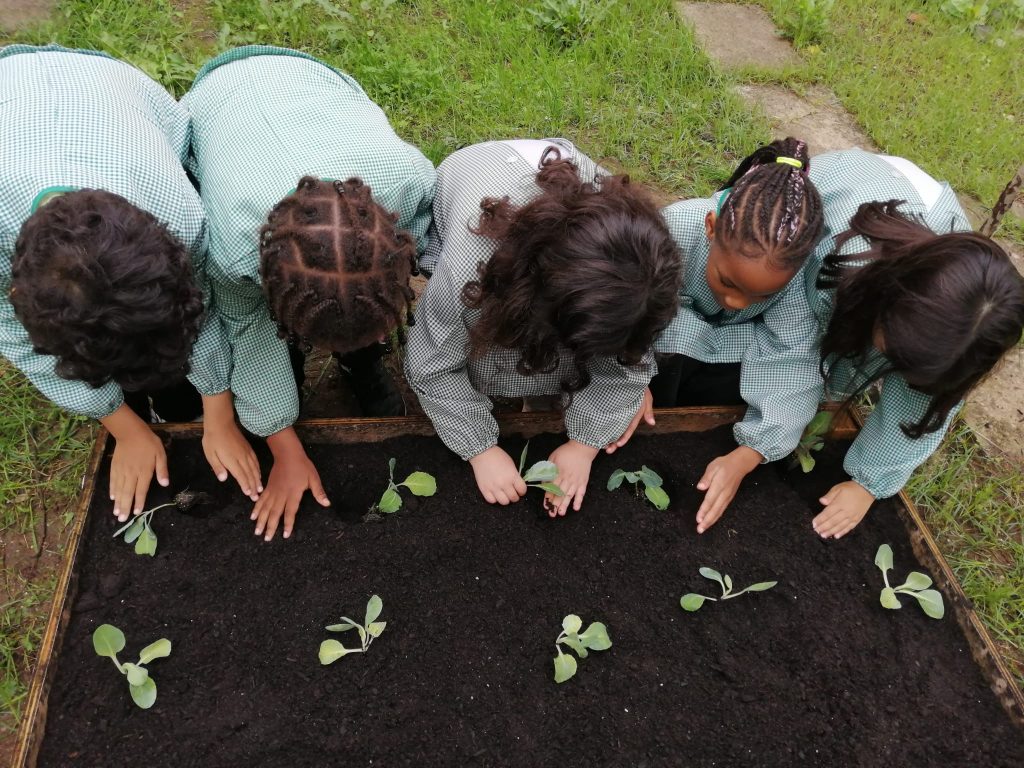 IMG-20251109-WA0061-1-1024x768 Horta Pedagógica /Biológica - Eb1/JI da Mina