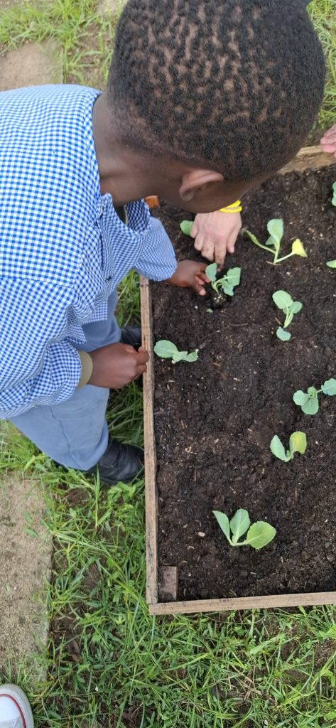 IMG-20251109-WA0066-1-473x1024 Horta Pedagógica /Biológica - Eb1/JI da Mina