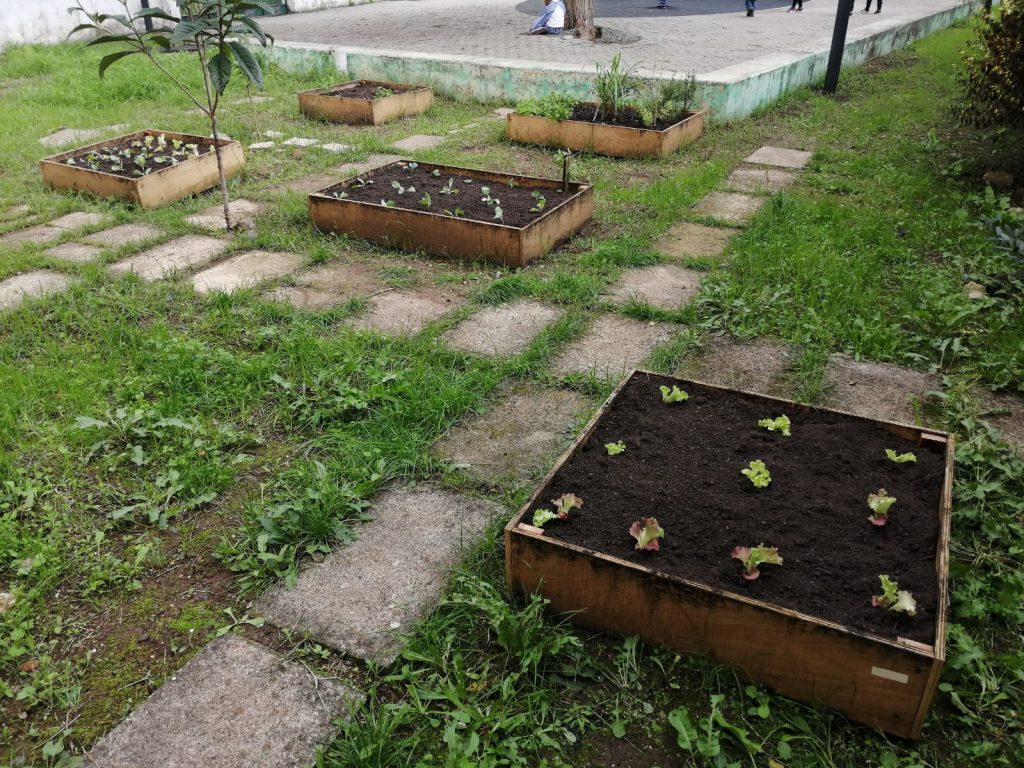 IMG-20251109-WA0070-1-1024x768 Horta Pedagógica /Biológica - Eb1/JI da Mina