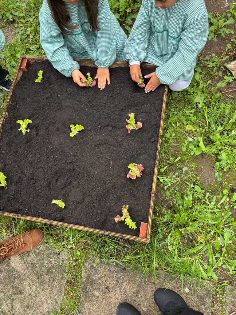 IMG-20251109-WA0072-1-768x1024 Horta Pedagógica /Biológica - Eb1/JI da Mina