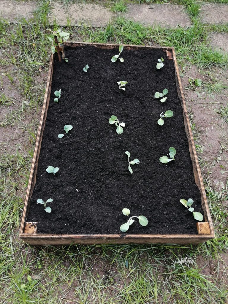 IMG-20251109-WA0074-2-768x1024 Horta Pedagógica /Biológica - Eb1/JI da Mina