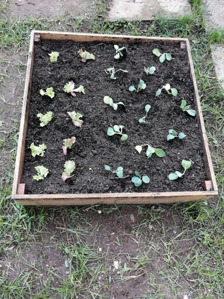 IMG-20251109-WA0075-2-768x1024 Horta Pedagógica /Biológica - Eb1/JI da Mina