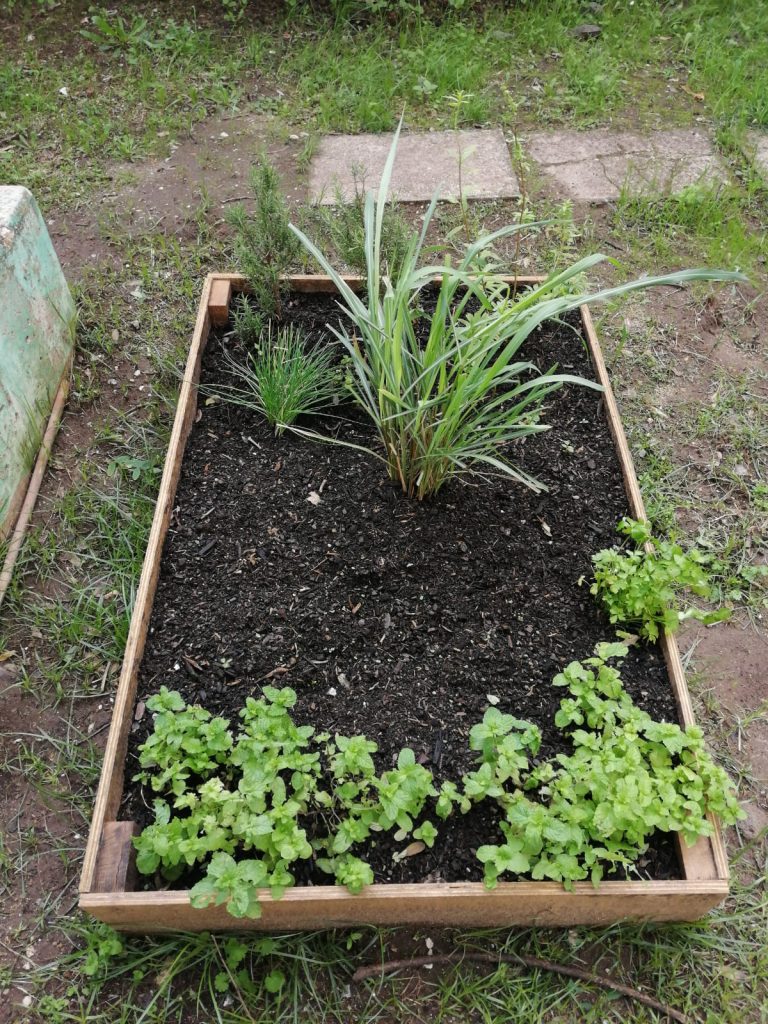 IMG-20251109-WA0076-2-768x1024 Horta Pedagógica /Biológica - Eb1/JI da Mina