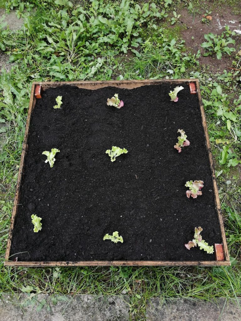 IMG-20251109-WA0077-2-768x1024 Horta Pedagógica /Biológica - Eb1/JI da Mina