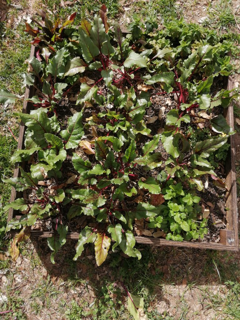 WhatsApp-Image-2026-04-19-at-18.02.20-768x1024 A aprender somos felizes (sala verde JI da Mina)